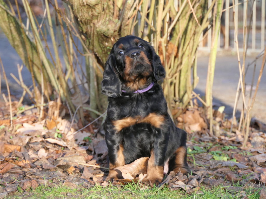 Gordon Setter 1 (1)