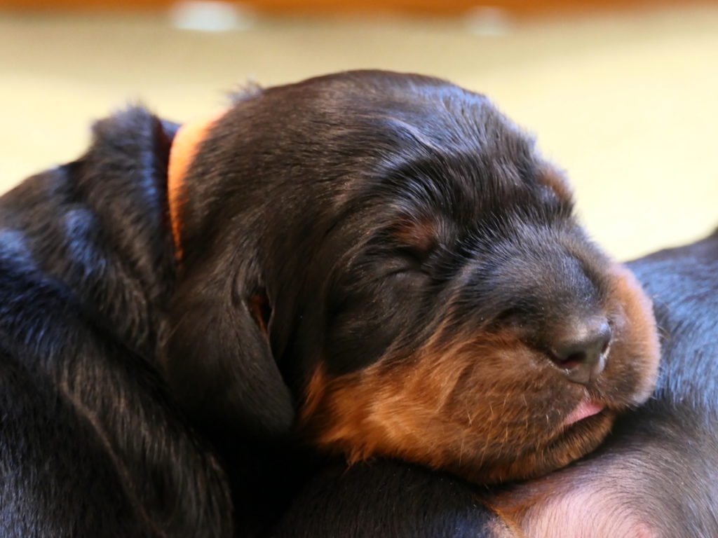 Gordon Setter 2 (2)