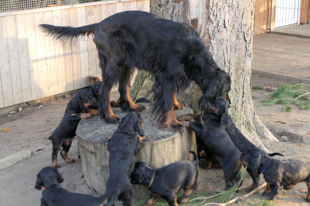 Gordon Setter 3