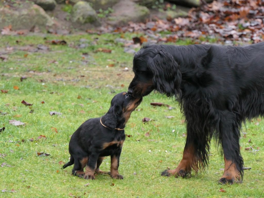 Gordon Setter 4