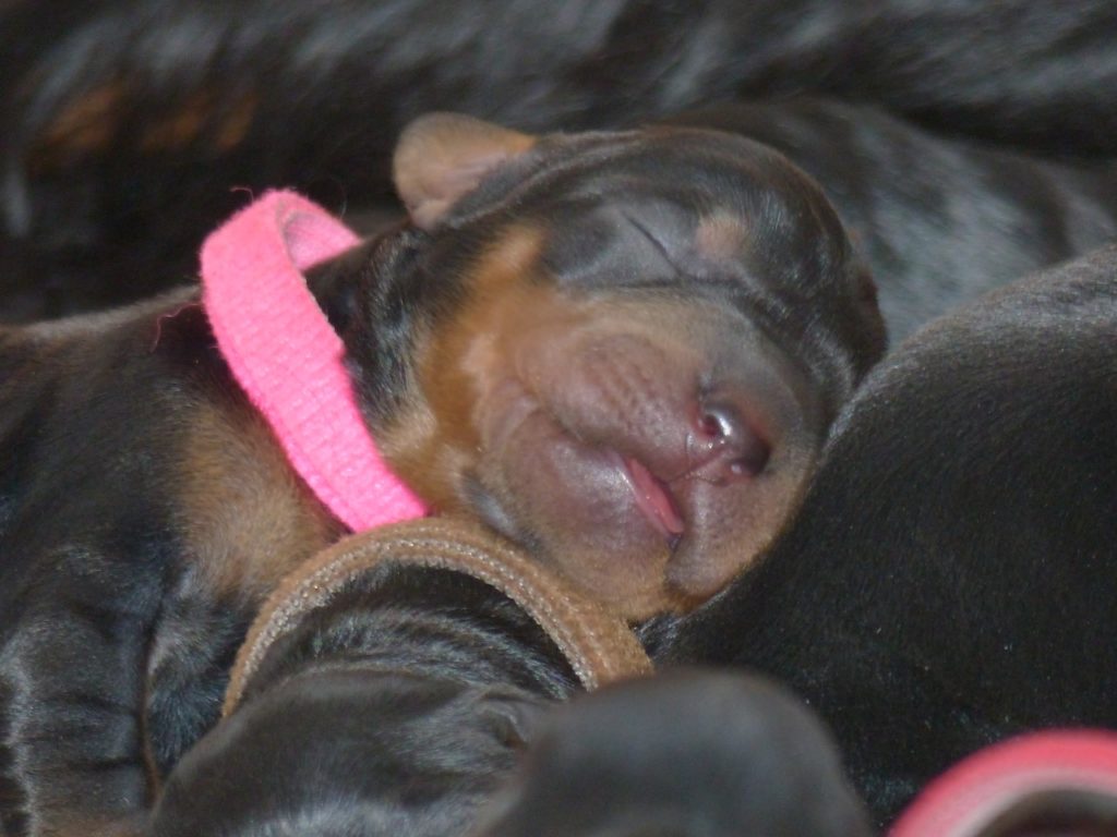 Gordon Setter von der WArbelsburg 5