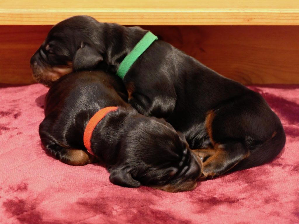 Gordon Setter von der Warbelsburg