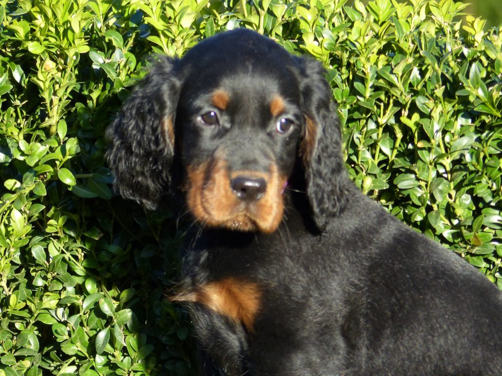 Gordon Setter Welpe Beyla