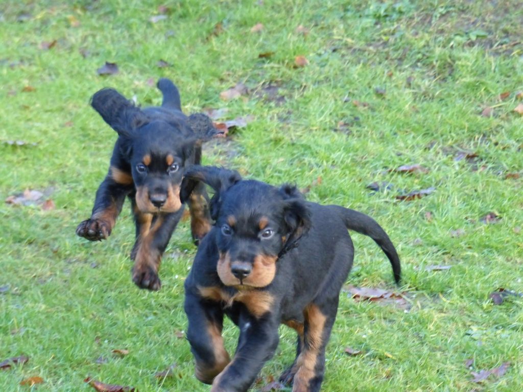 Gordon Setter Welpen toben zu zweit